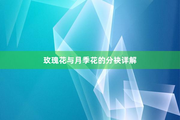 玫瑰花与月季花的分袂详解